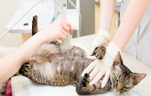 Ультразвуковое исследование кошек: процесс исследования и результат